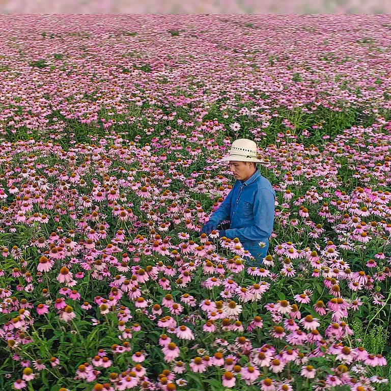 Un travailleur agricole de Nutrilite se tient dans un champ d’échinacée en pleine floraison.
