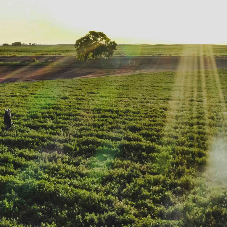 A worker walks in a green field on an organic Nutrilite farm with sun rays shining down.