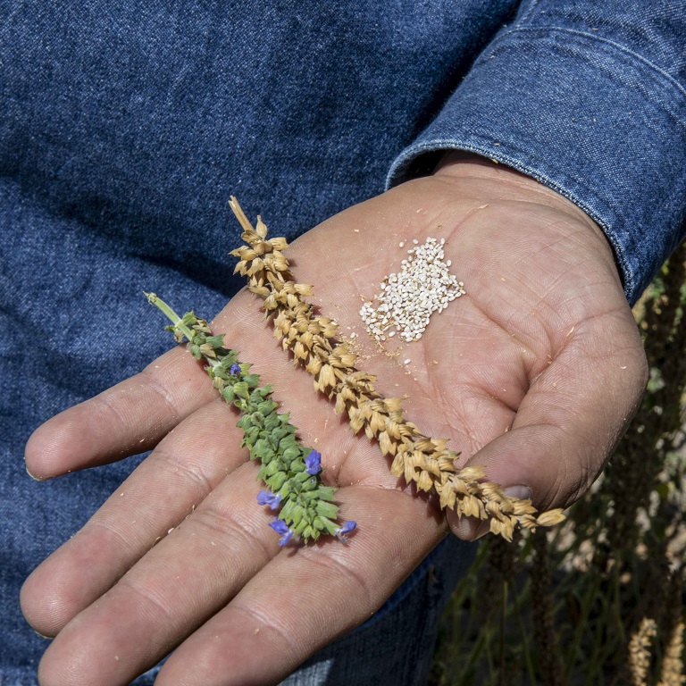 Un agriculteur de Nutrilite tient des tronçons de plantes de chia à différents stades de croissance à côté d’une pile de graines de chia blanc.