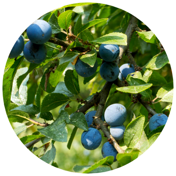 Nutrilite™ Men’s Pack | Vitamins & Supplements | Amway